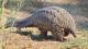 Pangolins are likely carriers of COVID-19 (SARS-CoV-2)