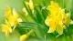 Daffodils