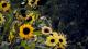 Image of yellow flowers at the Chelsea Physic Garden