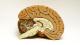 Cut-away of a model of a brain