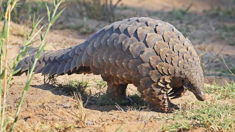 Pangolins are likely carriers of COVID-19 (SARS-CoV-2)