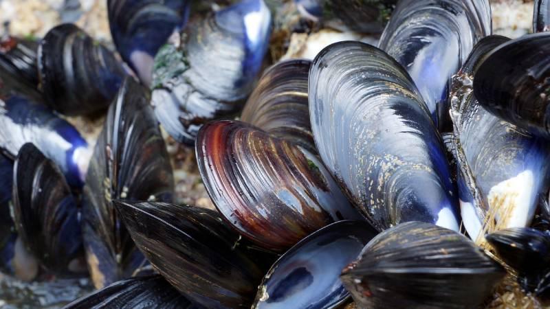 Blue mussels. Credit: Sue Adams Photography/Shutterstock.com
