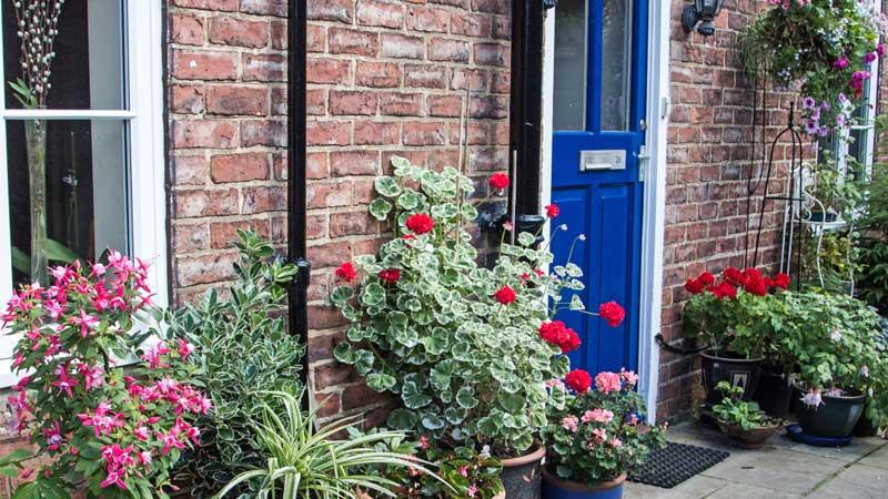 Blue front door with lots of plants in the front garden