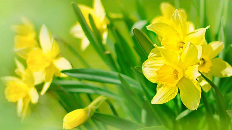 Daffodils