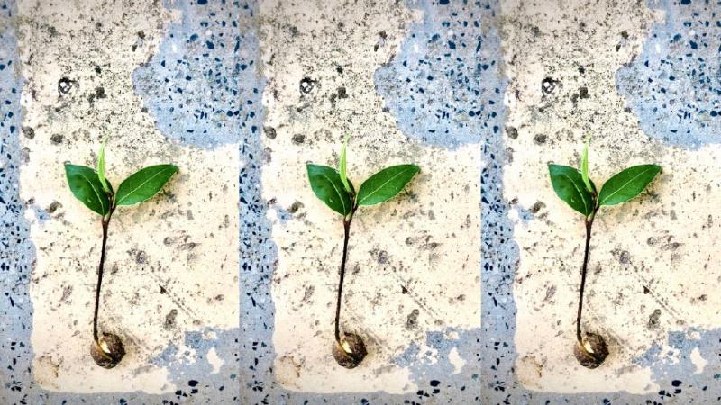 A plant growing