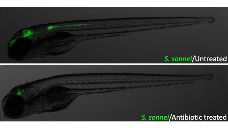 Shigella Infection in Zebrafish