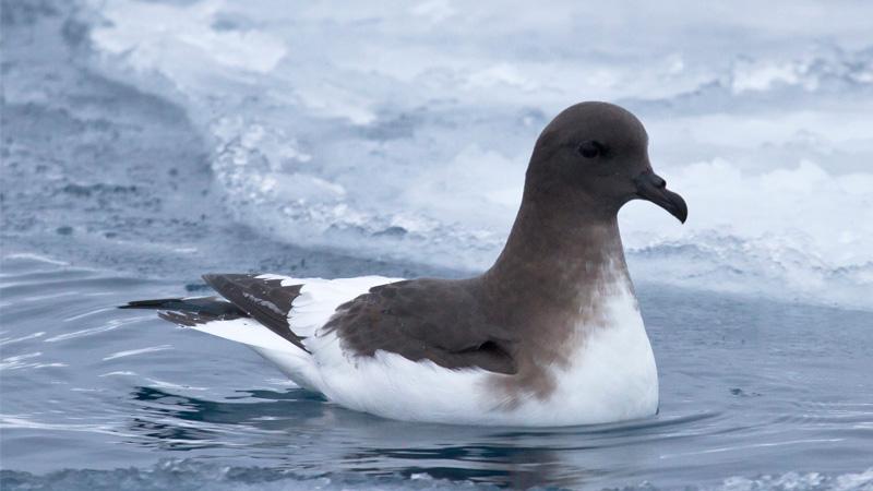 antarctic-petrel