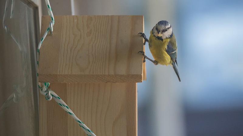 blue-tit-on-bird-box