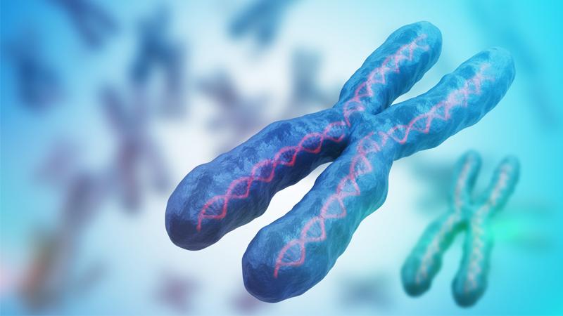 Digital render of X chromosome