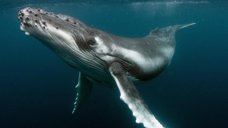 humpback-whale