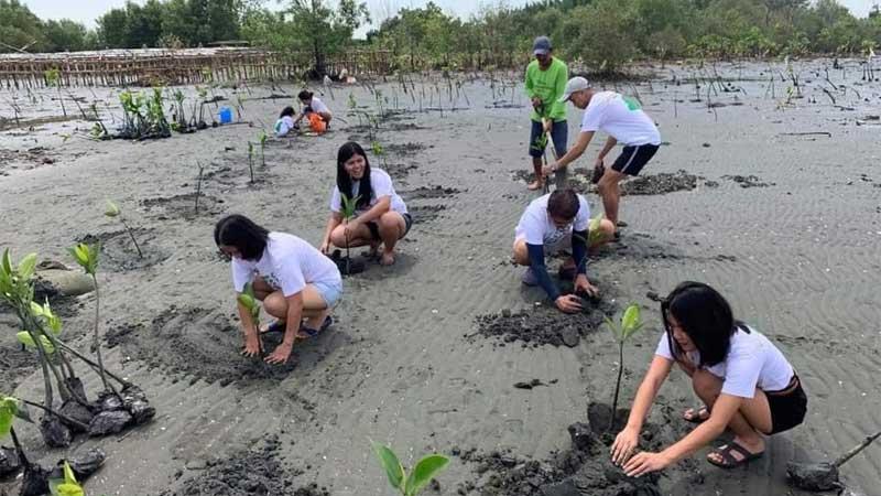 People planting mangroves