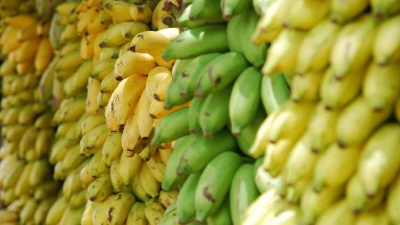 banana production