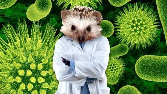 A hedgehog wearing a lab coat