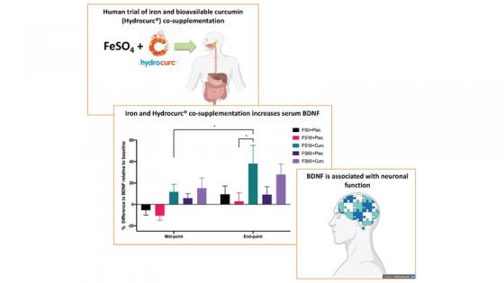 Detailed graphs and graphics illustrating the results of human trial of consuming iron and curcumin supplements