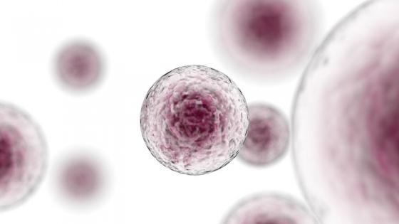 Image of stem cells
