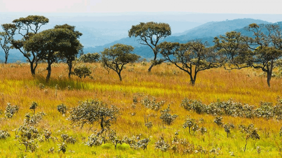A bush shrub savanna