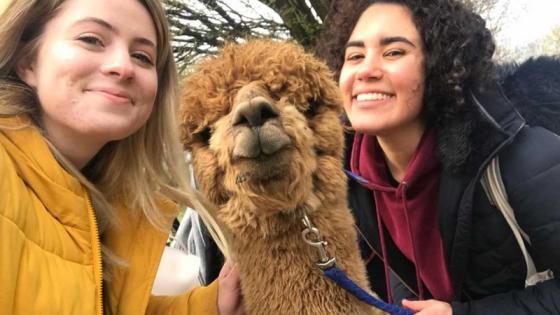 Students and alpacas being friendly