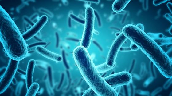 Bacteria cells