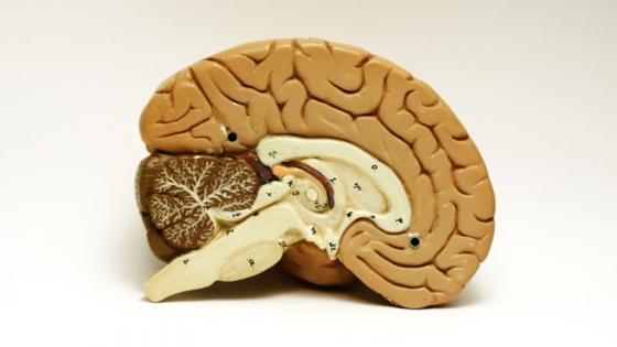 Cut-away of a model of a brain
