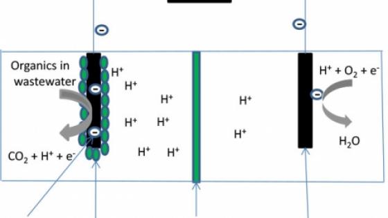 Diagram of schematic of a microbial fuel cell.