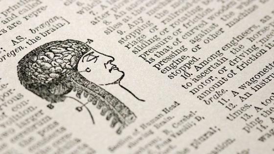 Dictionary image of brain