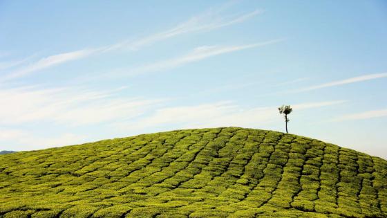 A hill