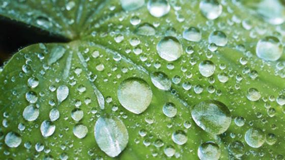 Green leaf with water drops
